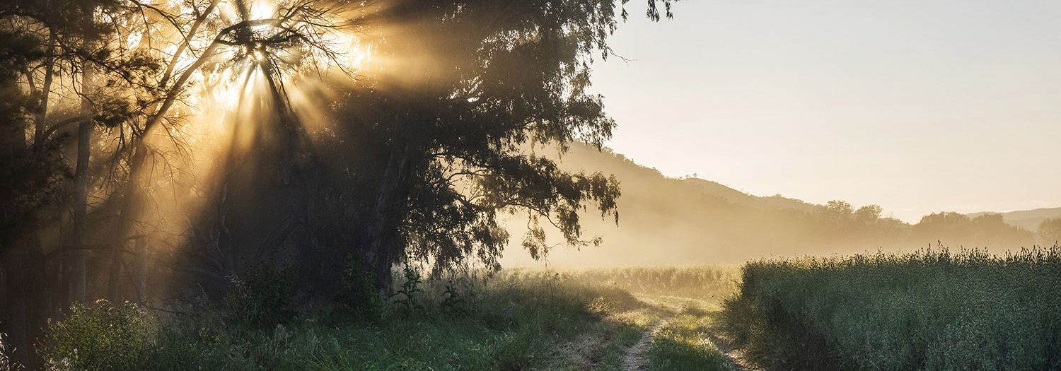 wilgowrah farm blog morning sunrise fog tree nature