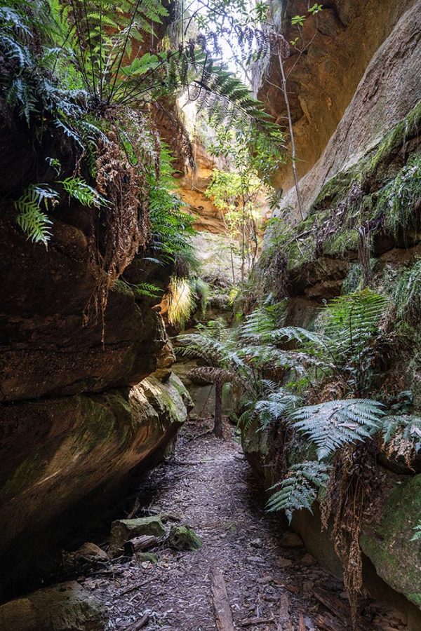 ferntree gully rylstone nature outdoors